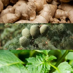 Calvin Klein Ginger Euphoria Eau de Toilette 100ml in Clear