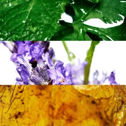 Davidoff Reboredt VX Eau de Toilette in Multi